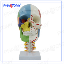 PNT-0155 life size skull model with nerves and vessel